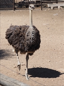 Cango Ostrich Farm